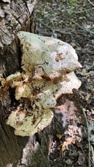 Pseudoinonotus dryadeus