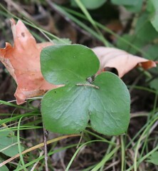 Hepatica