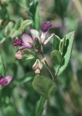 Polygala japonica