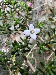 Arcytophyllum