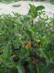Commelina benghalensis