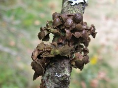 Tuckermanopsis sepincola