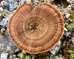 Coltricia cinnamomea