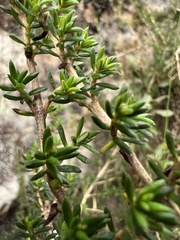 Arcytophyllum