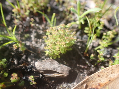 Hydrocotyle callicarpa