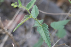 Tragia urticifolia