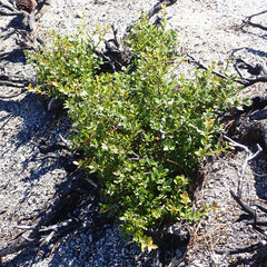 Quercus vacciniifolia