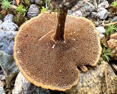 Coltricia cinnamomea