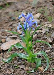 Iris graeberiana