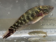 Dormitator maculatus