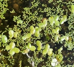 Lemna turionifera