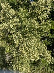 Baccharis neglecta