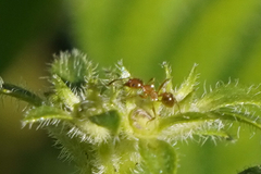 Pheidole dentata