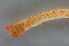 Sabellidae