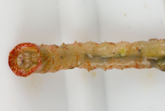 Sabellidae
