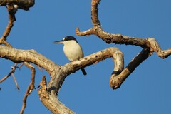 Todiramphus macleayii