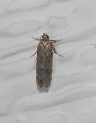 Amydria effrenatella