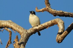 Todiramphus macleayii