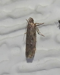 Amydria effrenatella