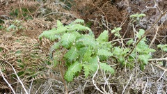 Urtica ferox