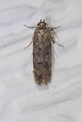 Amydria effrenatella