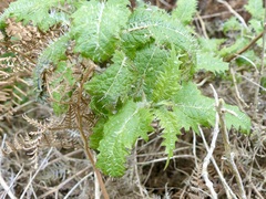 Urtica ferox