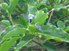 Commelina benghalensis