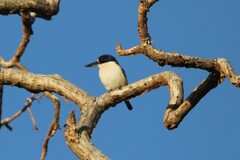 Todiramphus macleayii