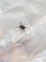 Nyssus coloripes