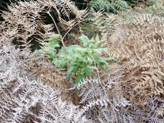 Urtica ferox