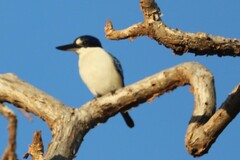 Todiramphus macleayii