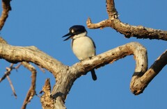 Todiramphus macleayii