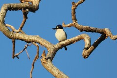 Todiramphus macleayii