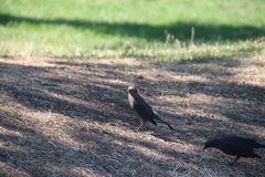 Euphagus cyanocephalus