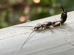 Cranopygia vitticollis