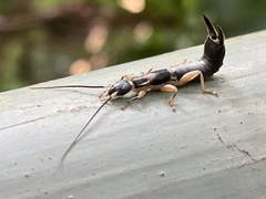 Cranopygia vitticollis