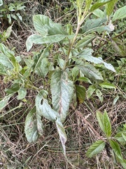 Stevia lucida