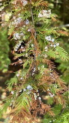 Taxodiomyia cupressi