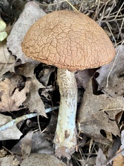 Leccinellum rugosiceps
