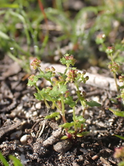 Hydrocotyle callicarpa