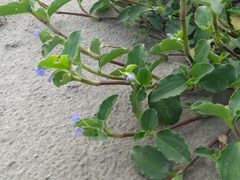 Commelina benghalensis