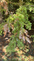 Taxodiomyia cupressi