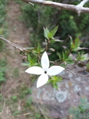 Bouvardia longiflora