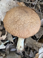 Leccinellum rugosiceps