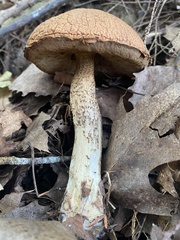 Leccinellum rugosiceps