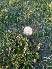 Taraxacum erythrospermum