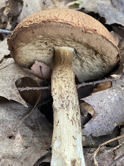 Leccinellum rugosiceps