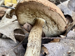 Leccinellum rugosiceps