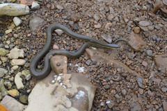 Regina septemvittata