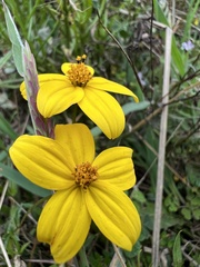 Bidens triplinervia